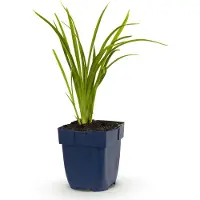 Green Boutiq - Staude - Hemerocallis Autumn Red - Taglilie - Zieht Bienen und Schmetterlinge an - Rot - 1 Pflanze - Topf 11 cm - Höhe 15-25 cm