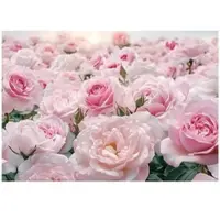 WALLARENA Fototapete Blumen in Rosa | Gr.: 150 x 105 cm