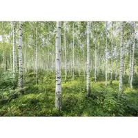 Komar Fototapete "Sunny Day - Größe 368 x 254 cm" bedruckt glatt Wohnzimmer, Schlafzimmer