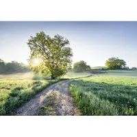 Overig Fototapete "Meadow Trail - Größe 368 x 254 cm" bedruckt glatt Wohnzimmer, Schlafzimmer