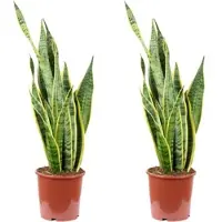 Flowerbox 2er-Set Bogenhanf - Sansevieria trifasciata 'Laurentii' - Höhe ca. 65 cm, Topf-⌀ 17 cm