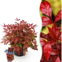 Green Boutiq GreenboutiQ - Gartenpflanze - Nandina Blush Pink - Dunkelrosa - 1 Pflanze - Immergrün - Wenig Pflege - Topf 17cm Höhe 35 - 45cm