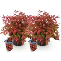 Green Boutiq GreenboutiQ - Gartenpflanze - Nandina Blush Pink - Dunkelrosa - 2 Pflanzen - Immergrün - Pflegeleicht - Topf 17cm Höhe 35 - 45cm