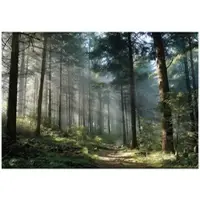 WALLARENA Fototapete Wald in Grün | Gr.: 350 x 250 cm