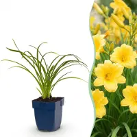 Green Boutiq – Stauden – Hemerocallis Stella d'Oro – Tagetes – Pflanzen, die Bienen und Schmetterlinge anziehen – Gelb – 1 Pflanze – Topf 11 cm – Höhe 15-25 cm