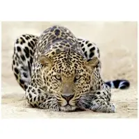 WALLARENA FOTOTAPETE Tiere Tiger Vliestapete Tapete 200x140