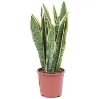 Everspring Bogenhanf Laurentii - Ø14cm - 40cm