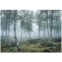 WALLARENA FOTOTAPETE 3D Effekt Wald Birken Wohnzimmer 300x210