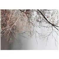 WALLARENA FOTOTAPETE Zweige Baum Beton Wohnzimmer 150x105