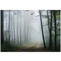 WALLARENA FOTOTAPETE Wald Natur Vlies Tapete Wohnzimmer Schlafzimmer 400x280
