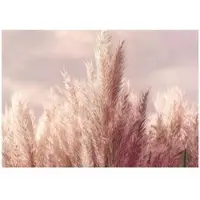 WALLARENA FOTOTAPETE Gras Boho Natur 250x175