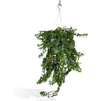 Everspring Efeu Wonder Green - Ø24cm - 70cm - Ø24 - 70cm