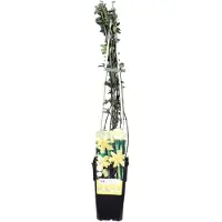 Everspring Gelber Winterjasmin - Ø15cm - ↕65cm