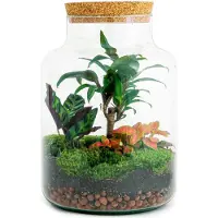 Urbanjngl Diy Terrarium - Milchige Palme - 30 Cm