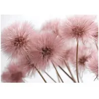 WALLARENA FOTOTAPETE Pusteblume Boho Wohnzimmer 400x280