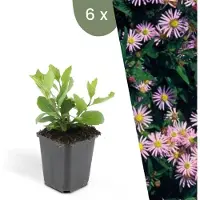 Frank GmbH Plants by Frank | 6 Aster Pflanzen | Aster Ageratoides 'Asran' | Bodendecker | Winterhart | Mehrjährig |Gartenpflanzen