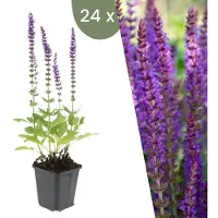 Frank GmbH Plants by Frank | 24 Salbei Pflanzen | Salvia Nemorosa 'Ostfriesland' | Bodendecker | Winterhart | Mehrjährig | Gartenpflanzen