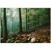 WALLARENA FOTOTAPETE Wald 3D Effekt Natur Wohnzimmer 200x140