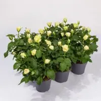 Pflanzen-Kölle Rose Patio, weiß, Topf-Ø 13 cm, 6 Pflanzen