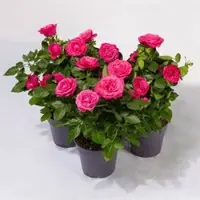 Pflanzen-Kölle Rose Patio, pink, Topf-Ø 13 cm, 3 Pflanzen