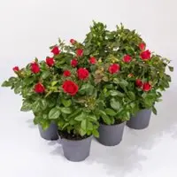Pflanzen-Kölle Rose Patio, rot, Topf-Ø 13 cm, 6 Pflanzen