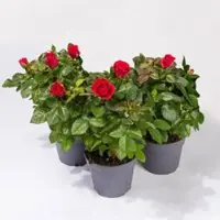 Pflanzen-Kölle Rose Patio, rot, Topf-Ø 13 cm, 3 Pflanzen