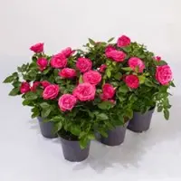 Pflanzen-Kölle Rose Patio, pink, Topf-Ø 13 cm, 6 Pflanzen