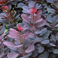 Arborix Perückenstrauch 'Royal Purple' Cotinus coggygria 40 bis 60 cm im Container Dunkelrotes Laub