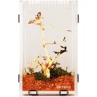 Terrario Mantis Area L - Acrylterrarium für Gottesanbeterinnen und Insekten