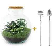 Urbanjngl Diy Terrarium - Bolder Bob - ↕ 30 Cm