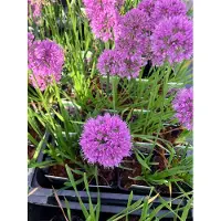 Brandless 6 x Allium 'Millenium' - Zierzwiebel im 9x9 cm Topf