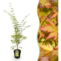 Green Boutiq - Gartenpflanze - Acer palmatum Sangokaku - Japanischer Ahorn - Laubabwerfend - Grün - 1 - Topf 26cm - Höhe 90cm