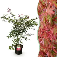 Green Boutiq - Gartenpflanze - Acer palmatum Beni Maiko - Japanischer Ahorn - Laubabwerfend - Rot - 1 - Topf 26cm - Höhe 90cm
