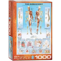 Eurographics , 1000 Teile – Der menschliche Körper, mehrfarbig, Puzzle mit 6000 bis 1000 Teilen