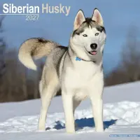 Avonside Publishing Ltd. Sibirischer Husky Kalender 2027