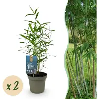 Exotenherz Bambus Fargesia Blue Dragon Blau 2er Set 14cm Topf Höhe 35cm