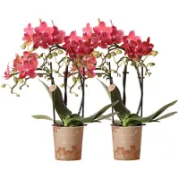 Kolibri Orchids | COMBI DEAL von 2 roten Phalaenopsis Orchideen - Kongo - Topfgröße Ø9cm blühende Zimmerpflanze - frisch vom Züchter