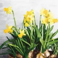 Home Fashion , Narcissus, Lunch-Servietten aufgefaltetes Maß 33 cm x 33 cm, im Viertelfalz, 20 Stück pro Pack, 12 Pack pro Karton