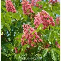 Die Nr-01.de Fleischrote Rosskastanie 125-150cm - Aesculus carnea