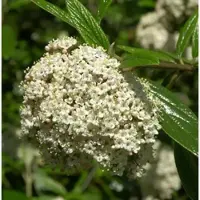 Die Nr-01.de Prager Schneeball 100-125cm - Viburnum pragense