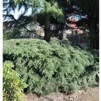 Die Nr-01.de Kanadische Zwerg Hemlocktanne 30-40cm - Tsuga canadensis