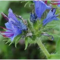 Die Nr-01.de Natternkopf - Echium vulgare