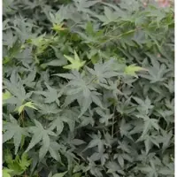 Die Nr-01.de Hochstamm Fächerahorn Little Princess 60-80cm - Acer palmatum