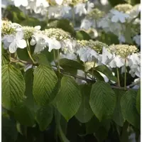 Die Nr-01.de Hochstamm Etagen Schneeball Mariesii 100-125cm - Viburnum plicatum