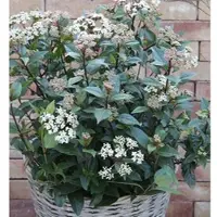 Die Nr-01.de Mittelmeer Schneeball Eve Price 40-60cm - Viburnum tinus