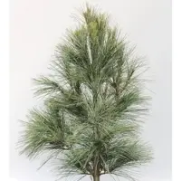 Die Nr-01.de Silberkiefer 25-30cm - Pinus sylvestris
