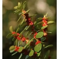 Die Nr-01.de Azoren-Heidelbeere 20-30cm - Vaccinium cylindraceum
