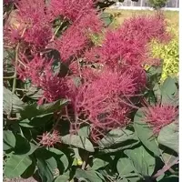 Die Nr-01.de Perückenstrauch Smokey Joe 25-30cm - Cotinus coggygria