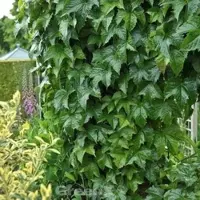 Die Nr-01.de Robuste Jungfernrebe 40-60cm - Parthenocissus tricuspidata
