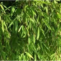Die Nr-01.de Gartenbambus Jiuzhaigou-1 125-150cm - Fargesia